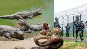 বাংলাদেশ সীমান্তের নদীতে সাপ-কুমির ছাড়তে চায় ভারত