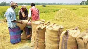বোরো ধান-চালের সংগ্রহ মূল্য নির্ধারণ করেছে সরকার