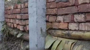 মাদারীপুরে গাইড ওয়াল নির্মাণে কলা গাছ!