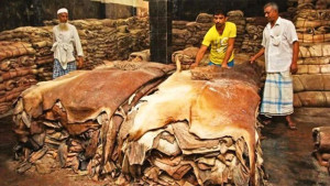 কোরবানির পশুর চামড়ার দাম বাড়ালো সরকার, প্রতি বর্গফুট কত?